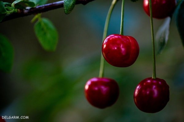  عکس گیلاس واقعی