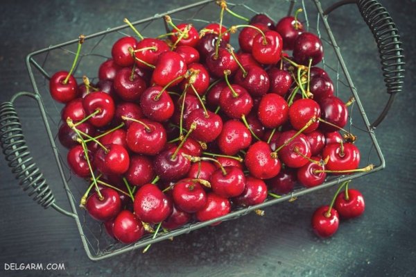  عکس گیلاس واقعی