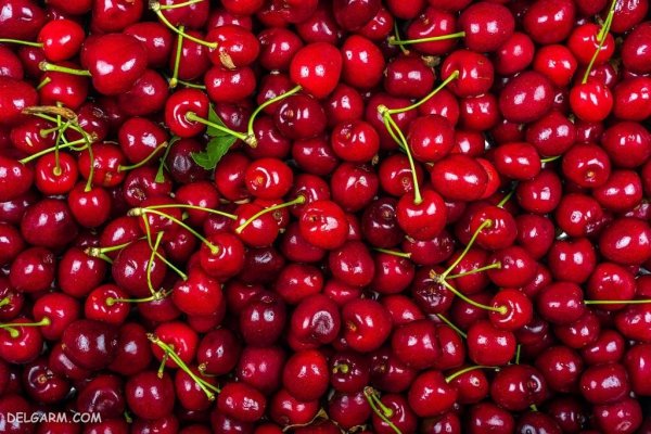  عکس گیلاس واقعی