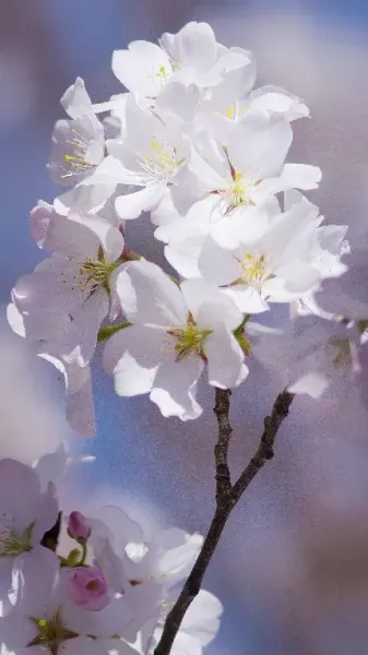  عکس شکوفه واقعی