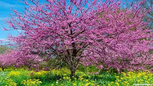  عکس شکوفه زیبا