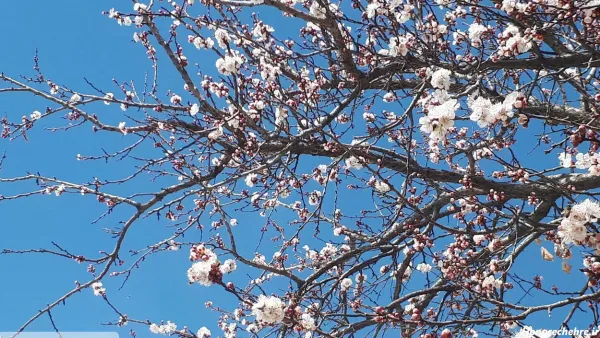  عکس شکوفه زیبا