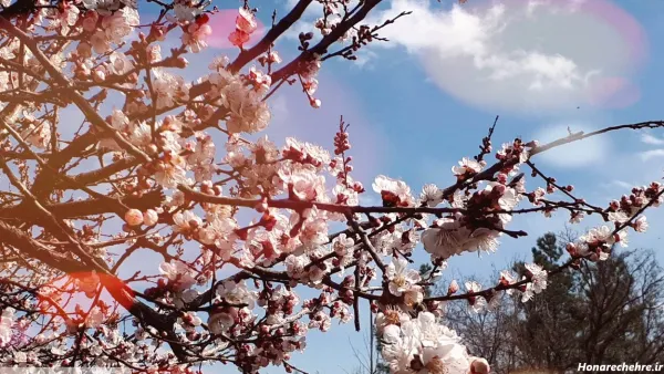 عکس شکوفه زیبا