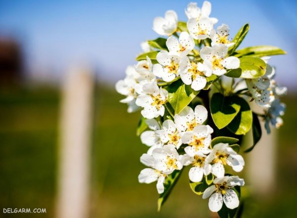  عکس شکوفه سفید