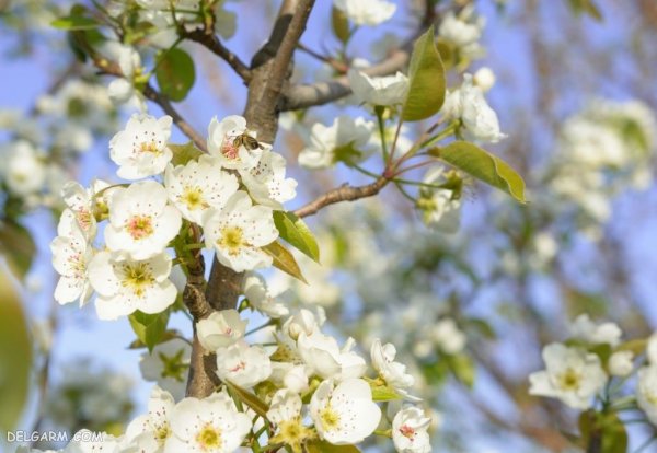  عکس شکوفه سفید