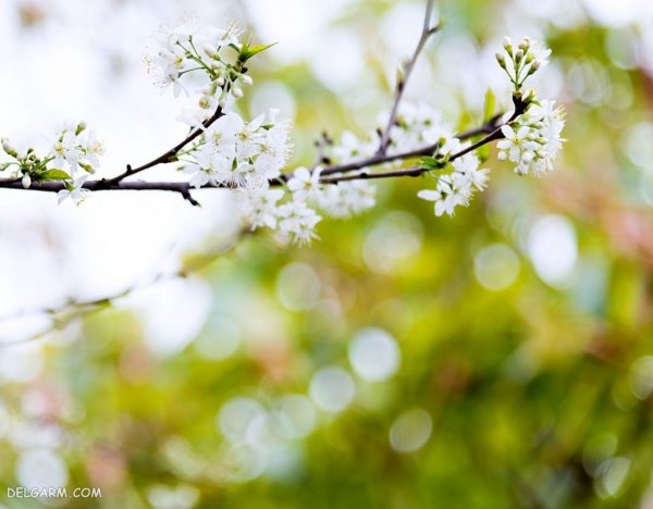  عکس شکوفه سفید