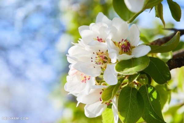  عکس شکوفه سفید