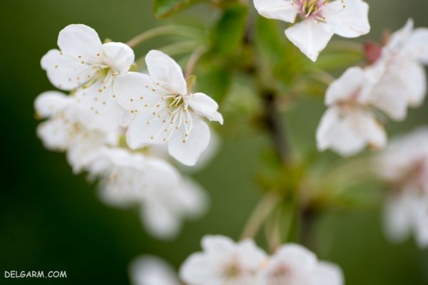  عکس شکوفه سفید