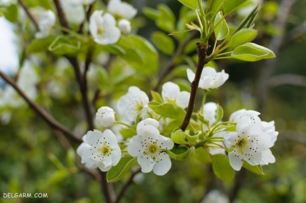  عکس شکوفه سفید