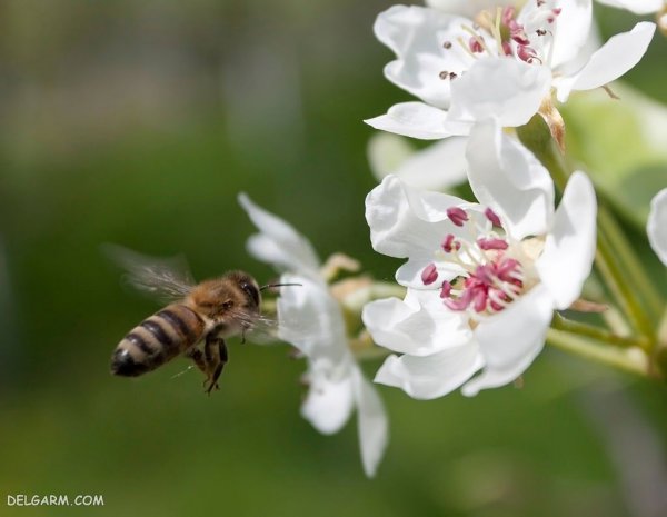  عکس شکوفه سفید