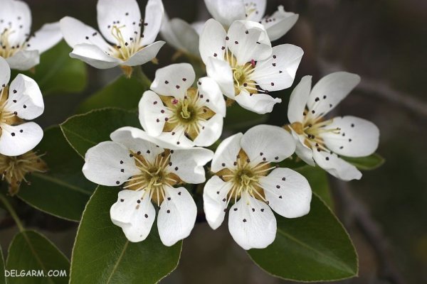  عکس شکوفه سفید