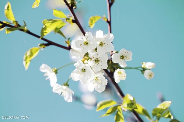  عکس شکوفه سفید