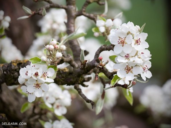  عکس شکوفه سفید