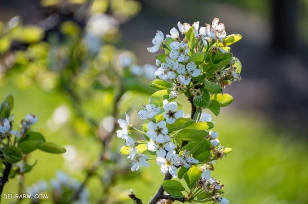  عکس شکوفه سفید