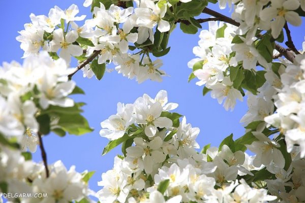  عکس شکوفه سفید