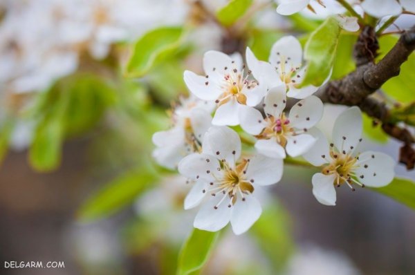  عکس شکوفه سفید