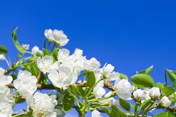  عکس شکوفه سفید