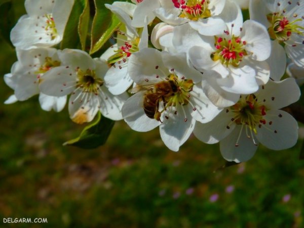  عکس شکوفه سفید