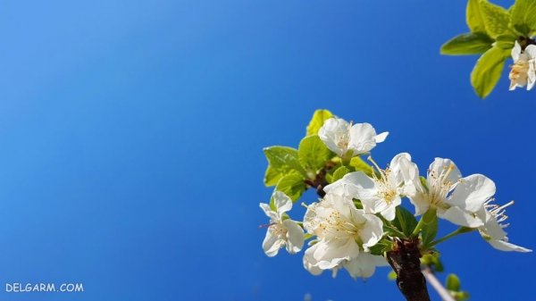  عکس شکوفه سفید