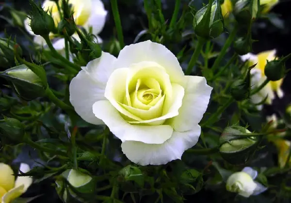  عکس گل سفید برای پروفایل