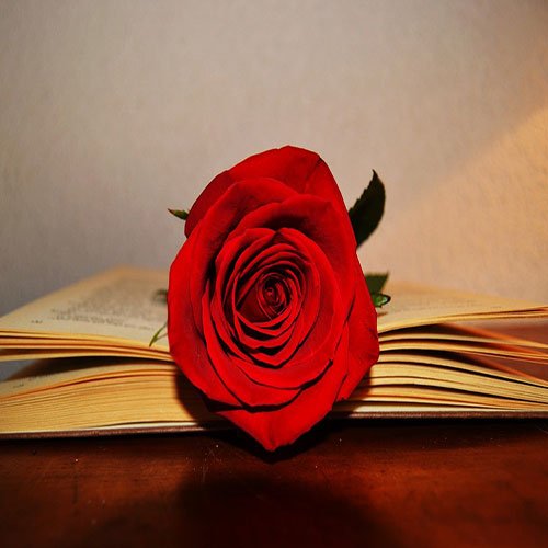  عکس گل رز قرمز برای پروفایل