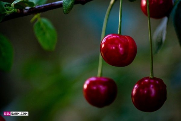  عکس آلبالو برای پروفایل