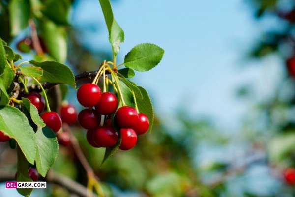  عکس آلبالو برای پروفایل