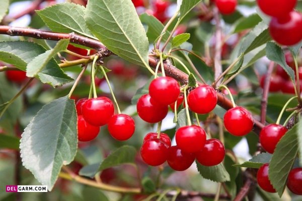  عکس آلبالو برای پروفایل