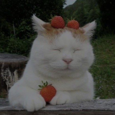  عکس توت فرنگی کیوت