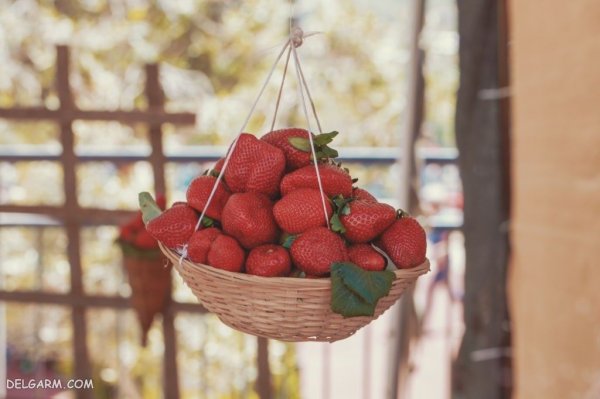  عکس توت فرنگی واقعی