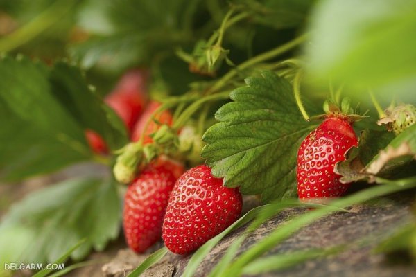  عکس توت فرنگی پینترستی