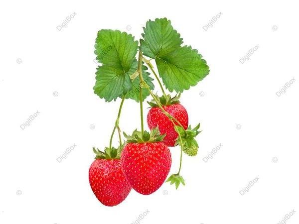 عکس توت فرنگی کارتونی