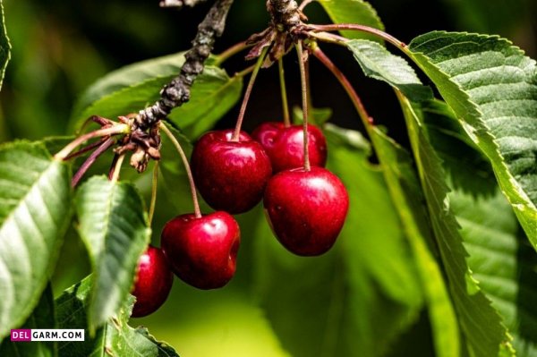  عکس آلبالو پینترستی