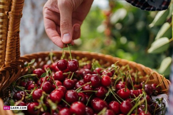  عکس آلبالو پینترستی