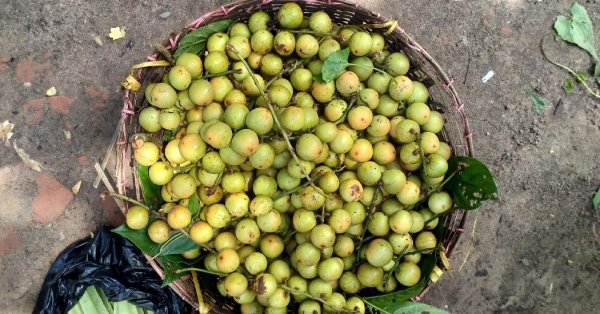 عکس تمام میوه های جهان