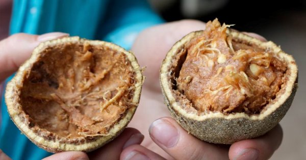  عکس تمام میوه های جهان