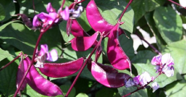  عکس تمام میوه های جهان