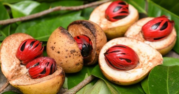  عکس تمام میوه های جهان