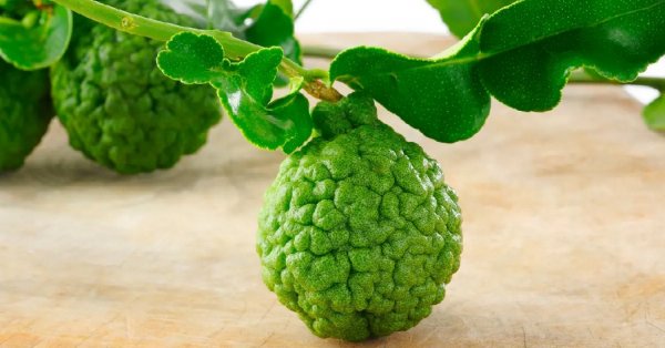  عکس تمام میوه های جهان