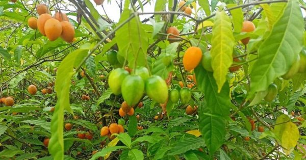  عکس تمام میوه های جهان