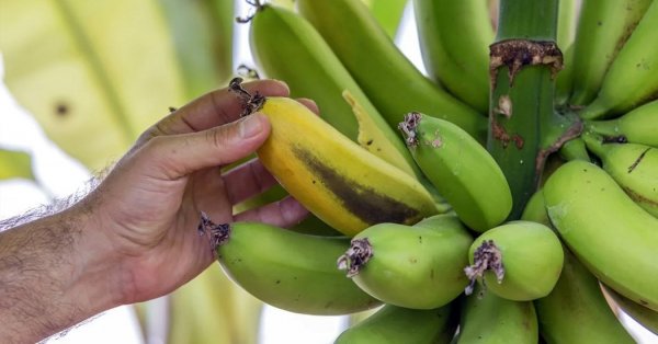  عکس میوه های عجیب و غریب