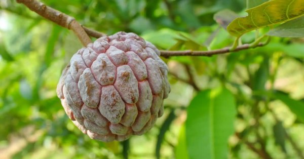  عکس میوه های عجیب و غریب