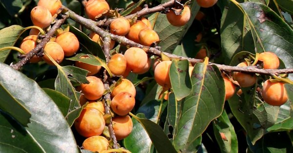  عکس میوه های عجیب و غریب