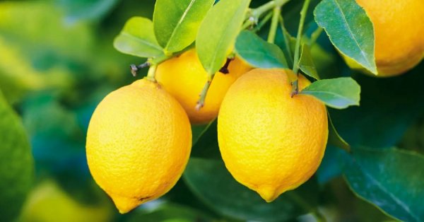  عکس میوه های عجیب و غریب