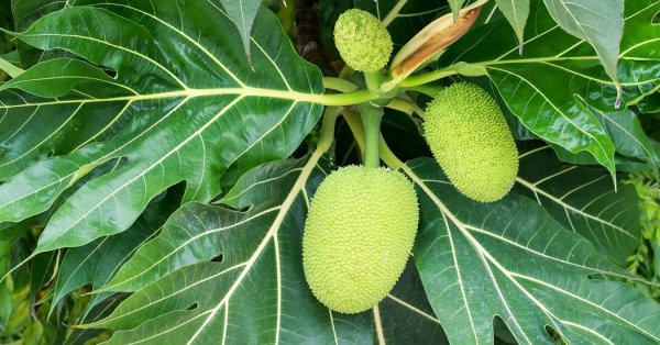  عکس میوه های عجیب و غریب