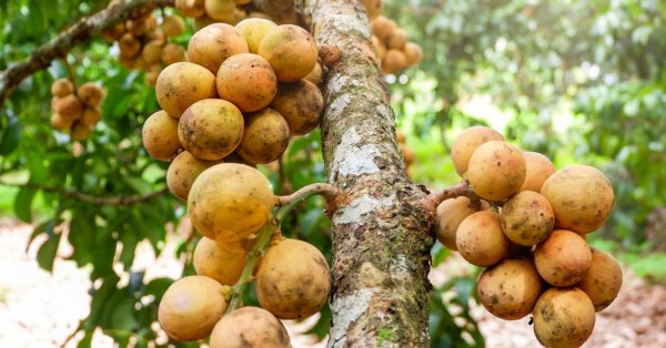  عکس میوه های عجیب و غریب