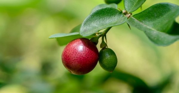  عکس میوه های عجیب و غریب