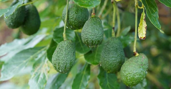  عکس میوه های عجیب و غریب