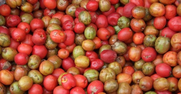  عکس میوه های عجیب و غریب