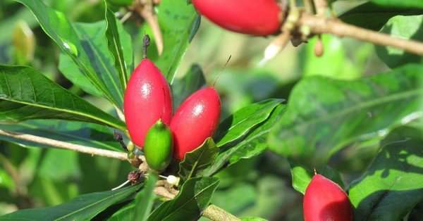  عکس میوه های عجیب و غریب